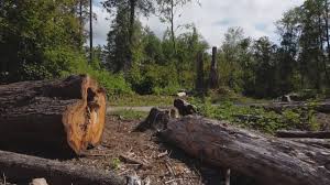 Best Hazardous Tree Removal  in Glenpool, OK